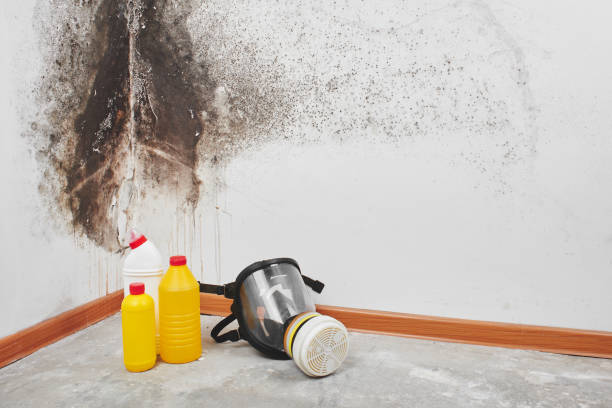 Best Mold Removal Process  in Emmaus, PA