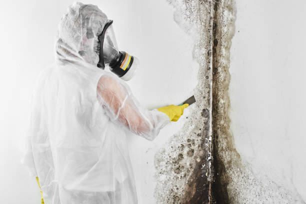 Best Toxic Mold Removal  in Emmaus, PA