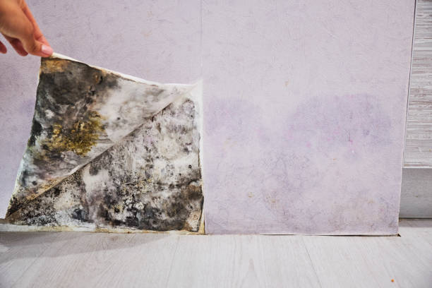 Best Local Mold Removal Service  in Emmaus, PA